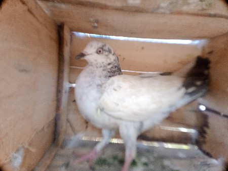 ઉડાન ની માદી સાટા દેવાની છે