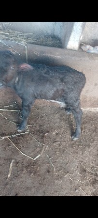 ભેસ વેસવાની છેઞ