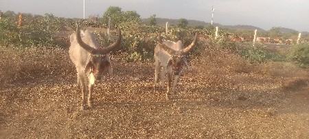 બળદવેસવાની