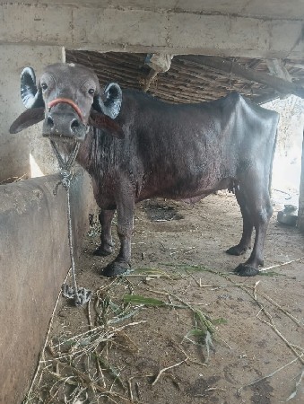 थंबनेल 3