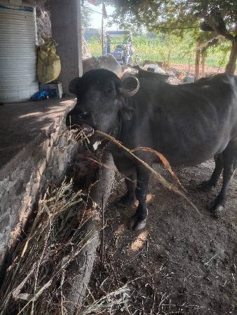 ભેંસ.વેસવાની.છે