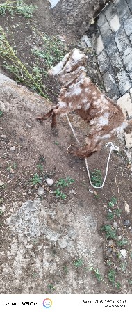 થંબનેલ 2