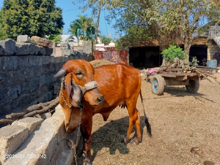 ગાય વેચવાની છે હોડકી
