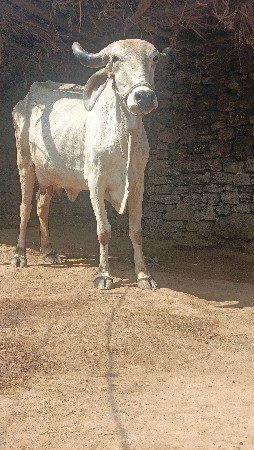 થંબનેલ 4