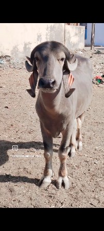 બે વર્ષની