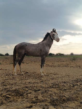 વાડી ઘોડો છે ક્રોસીગ ચાલુ છે
