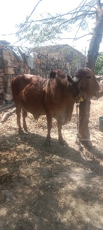 ગાય વેચવાની છે