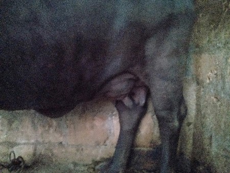 ભેંશ વેચવાની છે