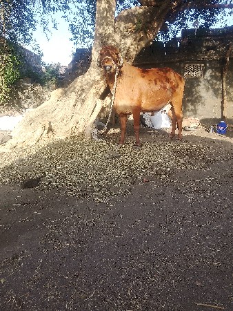 थंबनेल 3