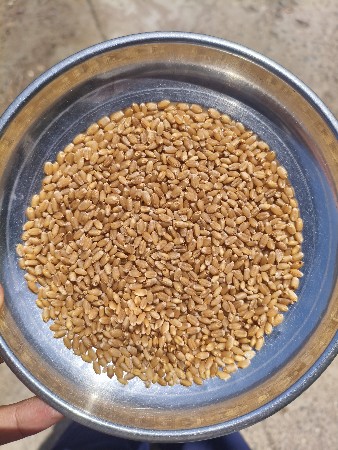 ઘવ વેચવાના છે