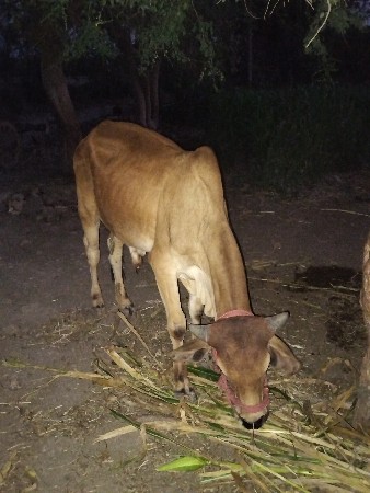 थंबनेल 3