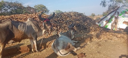 ગોઢલા વેચવાના છે એક વાવણી વાવેલ