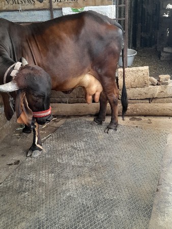 थंबनेल 3