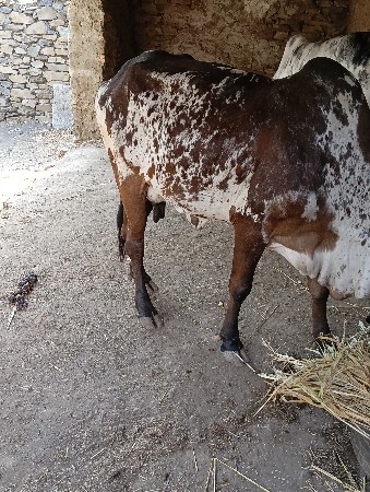 થંબનેલ 3