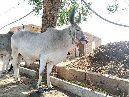 ગોઢલો વેચવાનો સે