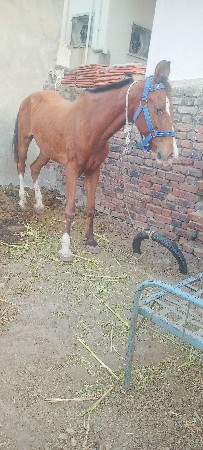 ઘોડીનાસાટા કરવાનાછે વેચવીનથી