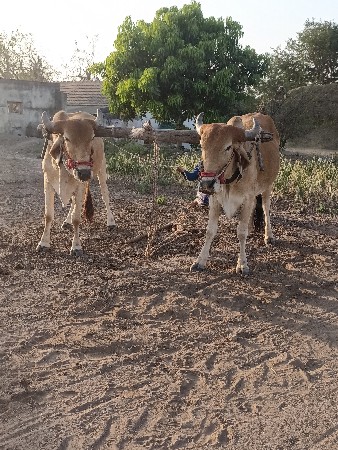 थंबनेल 2