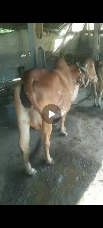 ઓરીજનલ ગીર બ્રીડ લાઈનની  હોડકી છે