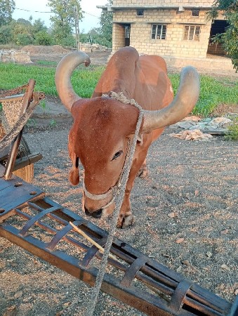 थंबनेल 3