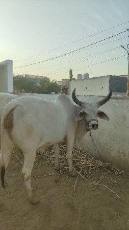 કચ્છી કાંકરેજ વોણકી વેચવાની છે