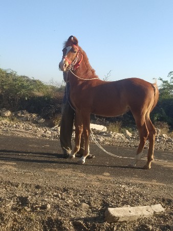 Shivani hai Porbandar Sab Mahina