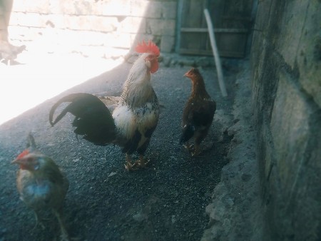 વેચવાના છે