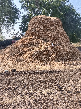 પાલો માંડવીનો વેચવાનો છે