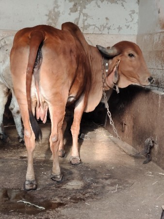 થંબનેલ 3