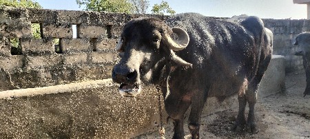 थंबनेल 2