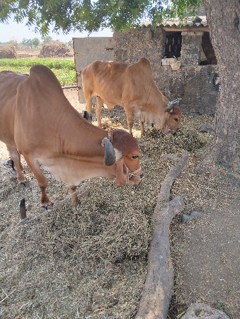 બળદ વેચવાના છે