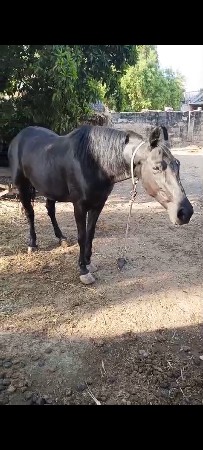 વેચવાની છે