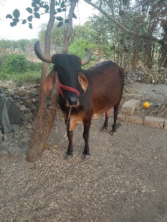 થંબનેલ 2