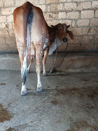 બે ગાય વેચવાની છે