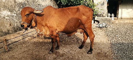 ગાય નું સુધ્ધ ઘી વેચવાનું સે