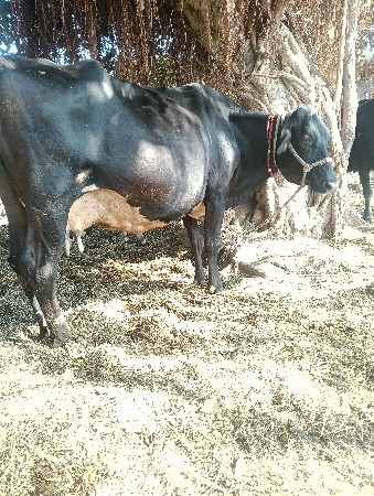 ક્રોસ ગાય વેચવાની છે