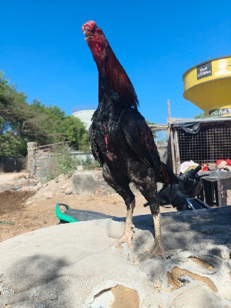 થંબનેલ 2