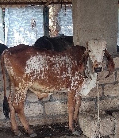 थंबनेल 2