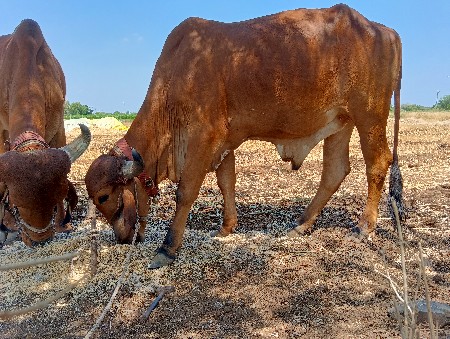 બળદ વેશવા નાં સે