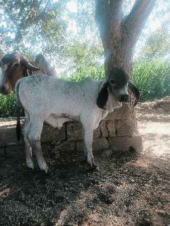 થંબનેલ 3