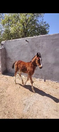 થંબનેલ 2