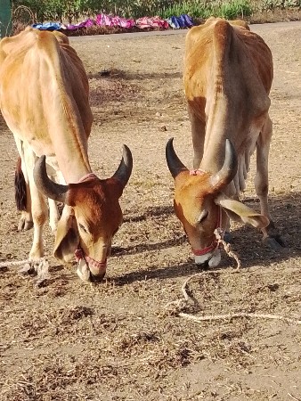 જામનગર જીલ્લો ભાણવડ તાલુકો