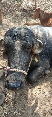 છ વર્ષનુછે