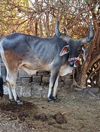 थंबनेल 2