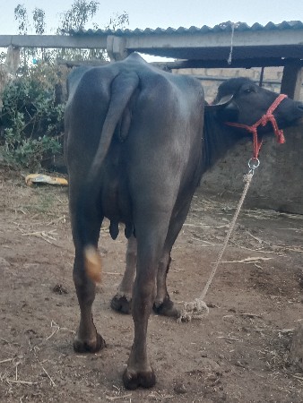 વેચવાની છે