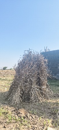 જુવાર ના પુરા