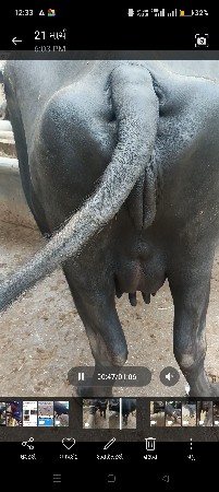 ભેંસ વેચવાની છે