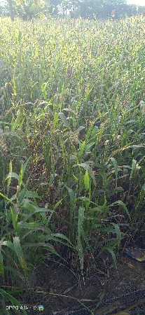 લીલી જુવાર વેચવાની છે.