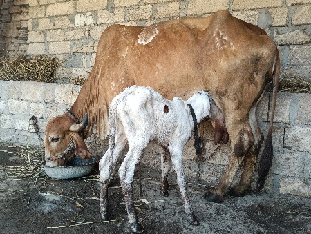 થંબનેલ 2