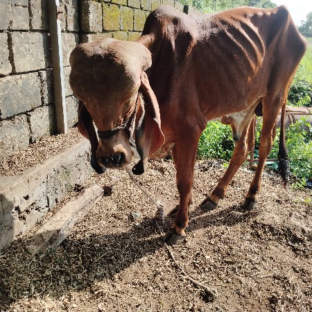 थंबनेल 2