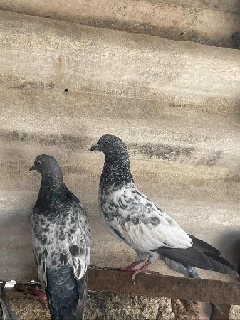 થંબનેલ 3